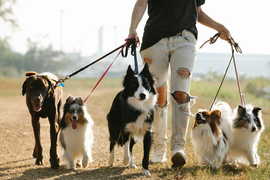 A Heartfelt Note from Pawesome Essentials: Cherishing Every Moment with Your Dog