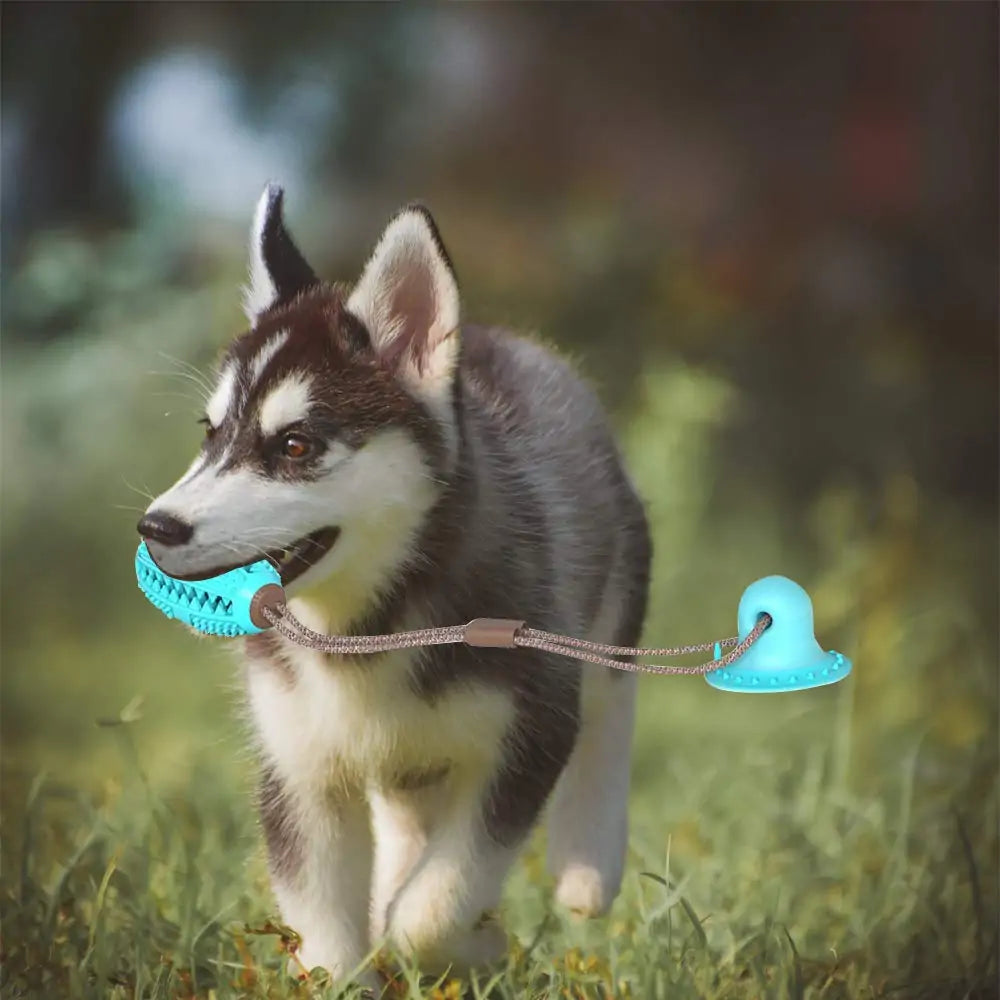 Tug-N-Chew Suction Toy