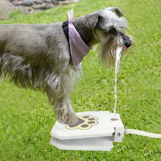 PawsSplash
